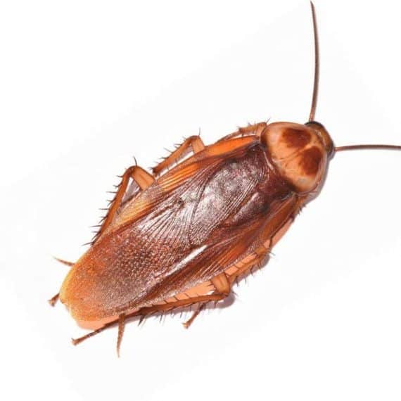 American Cockroach