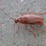 German Cockroach