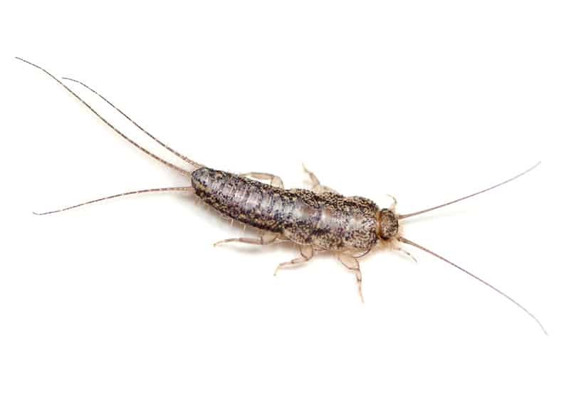 silver_fish - Bugsys Pest Solutions