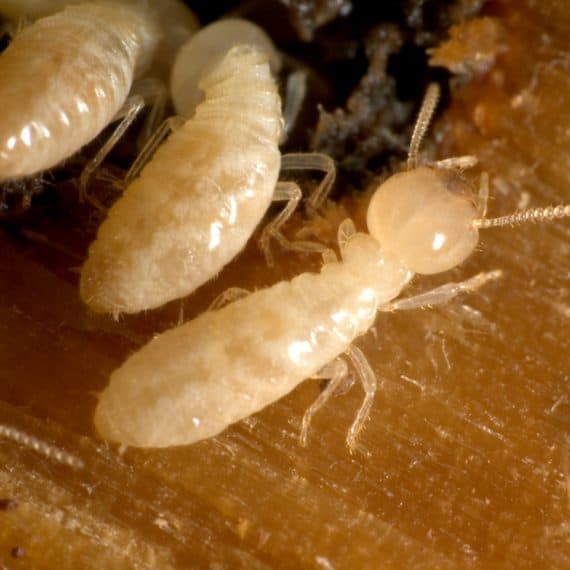 Subterranean Termites