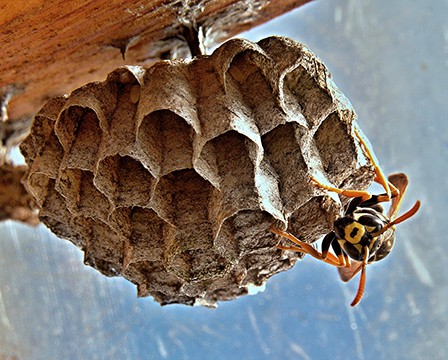 Stinging Insects Service