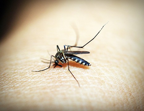 Mosquito Service