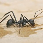 Carpenter Ants