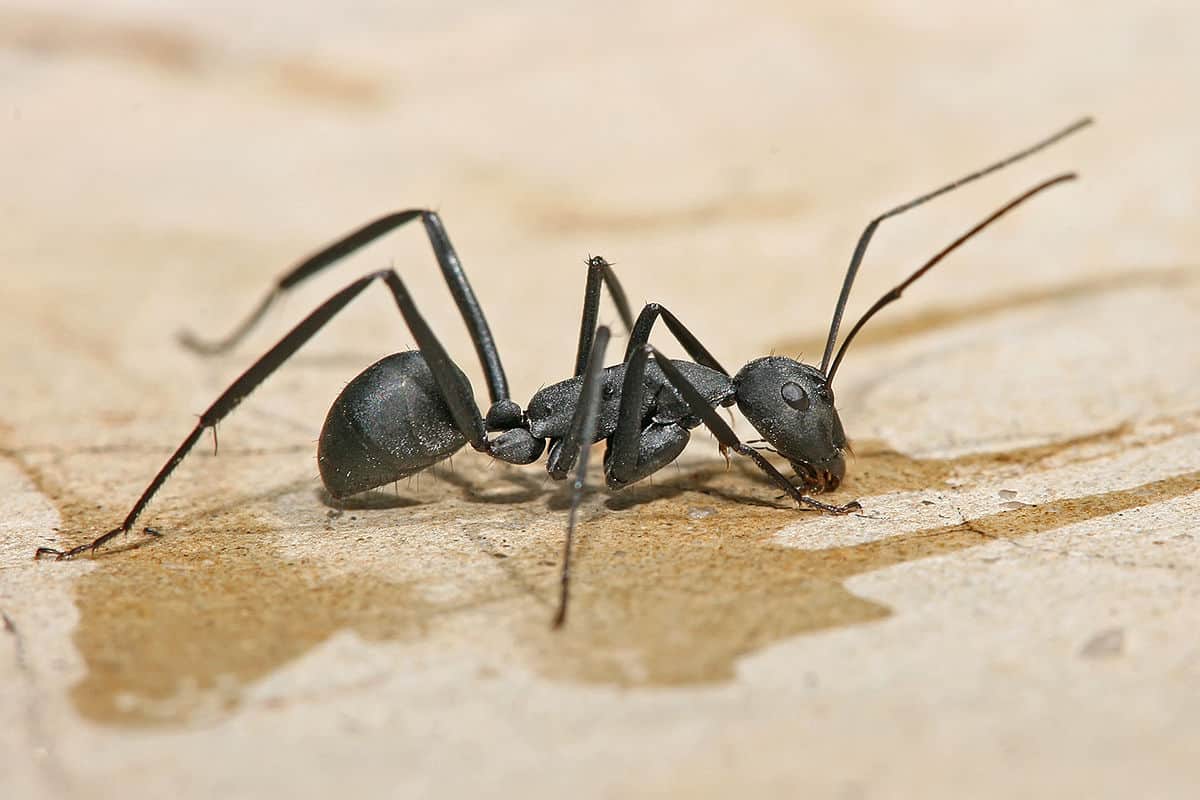 These a big carpenter ants
