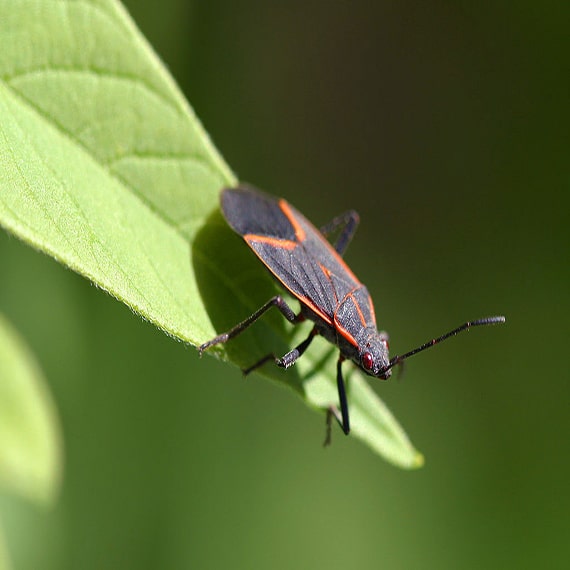 Box Elder Bugs