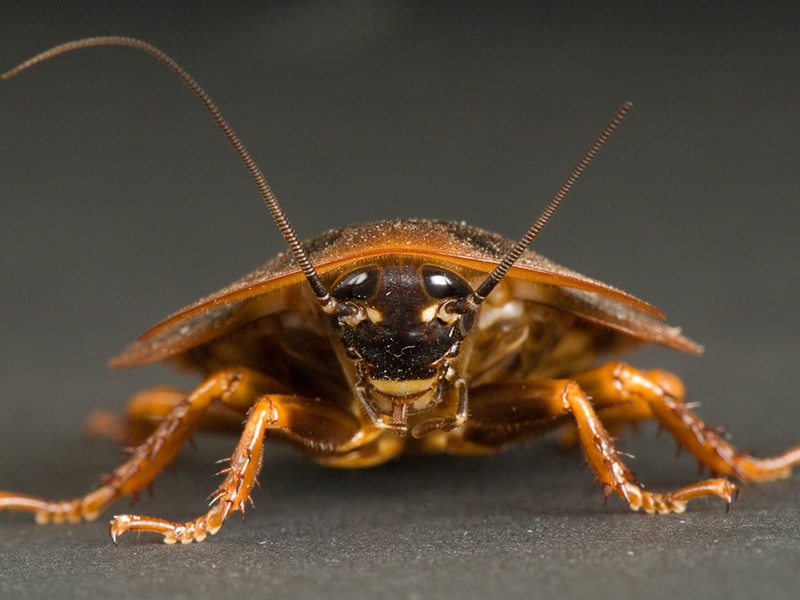 Pest Control Service - Cockroach Service